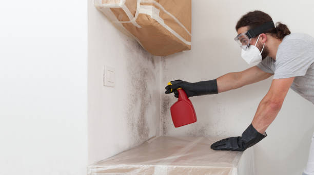 Professional Basement Mold Remediation technician working in Ada, MN